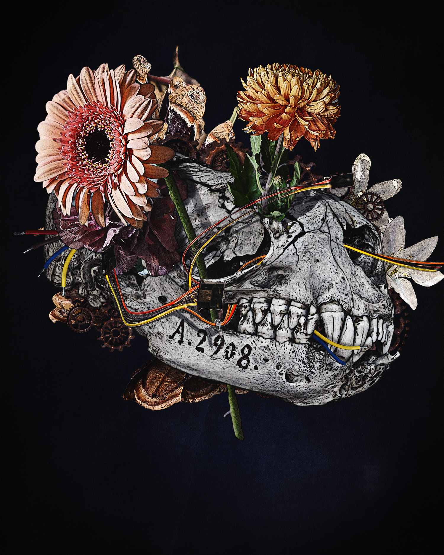 Kranie Fotokunst Niels Maagaard | Digitale værker af Niels Maagaard | Køb her